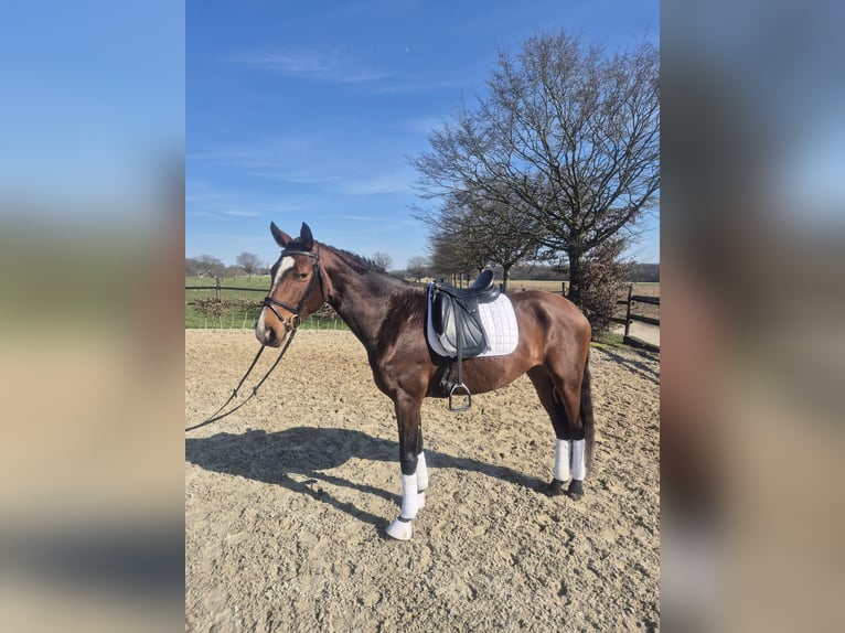 Hanoverian Mare 5 years 16 hh in M&#xF6;nchengladbach