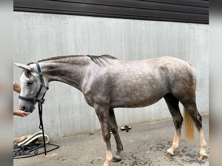 Hanoverian Mare 5 years 16 hh Gray-Dapple in Dhronecken