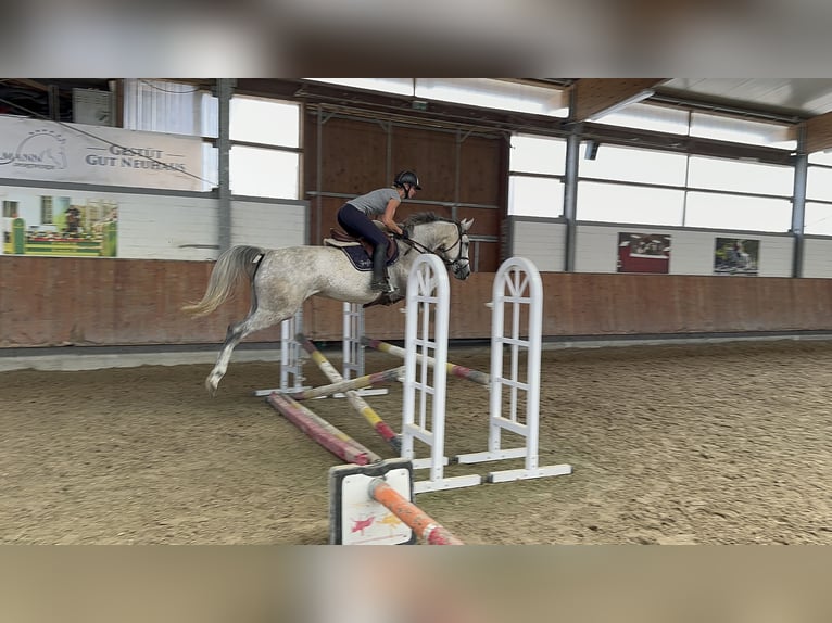 Hanoverian Mare 5 years 16 hh Gray-Dapple in Grevenbroich