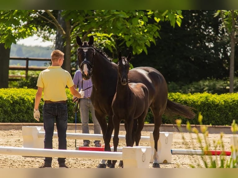 Hanoverian Mare 5 years 16 hh Grey-Dapple in Achim