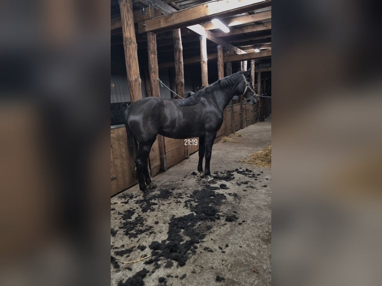 Hanoverian Mare 5 years 16 hh Grey-Dapple in Achim