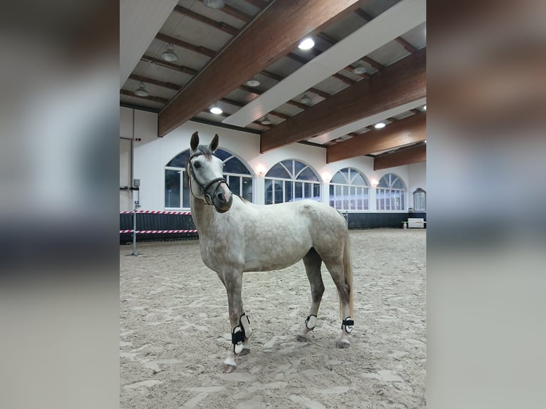 Hanoverian Mare 5 years 16 hh Grey-Dapple in Bitburg