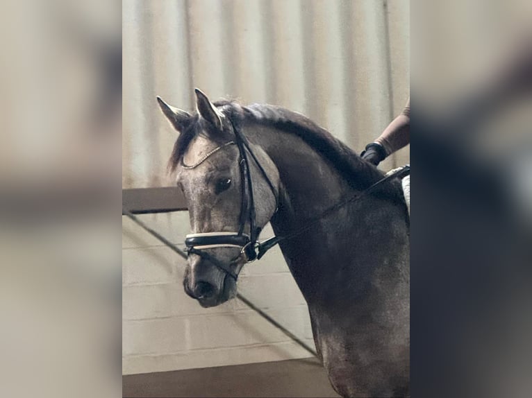 Hanoverian Mare 5 years 16 hh Grey in Thedinghausen
