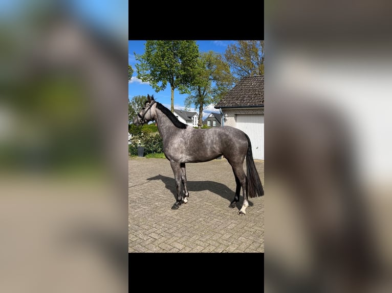 Hanoverian Mare 5 years 16 hh Grey in Thedinghausen