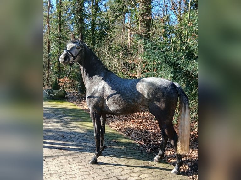 Hanoverian Mare 5 years 16 hh Grey in Barenburg