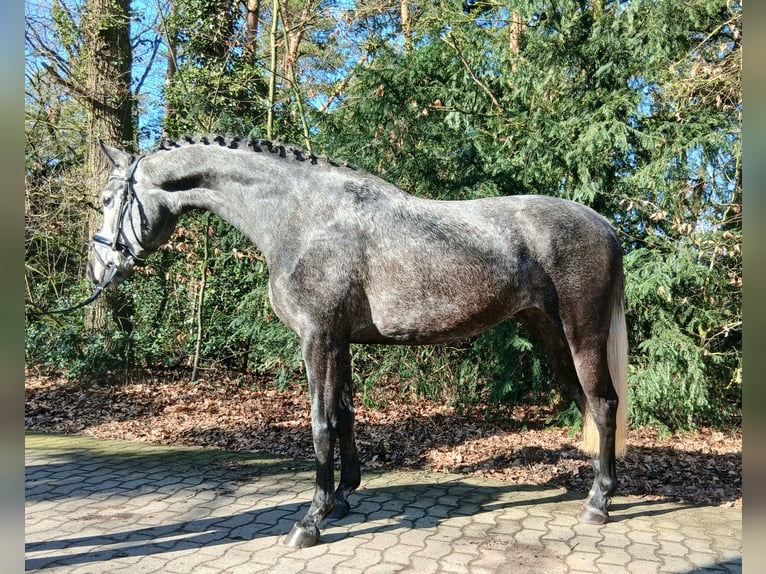 Hanoverian Mare 5 years 16 hh Grey in Barenburg