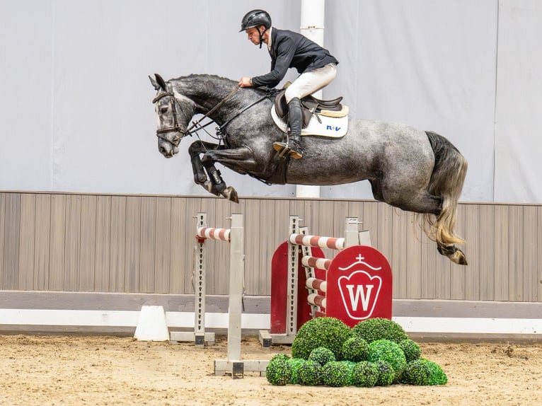 Hanoverian Mare 5 years 16 hh Grey in Münster-Handorf