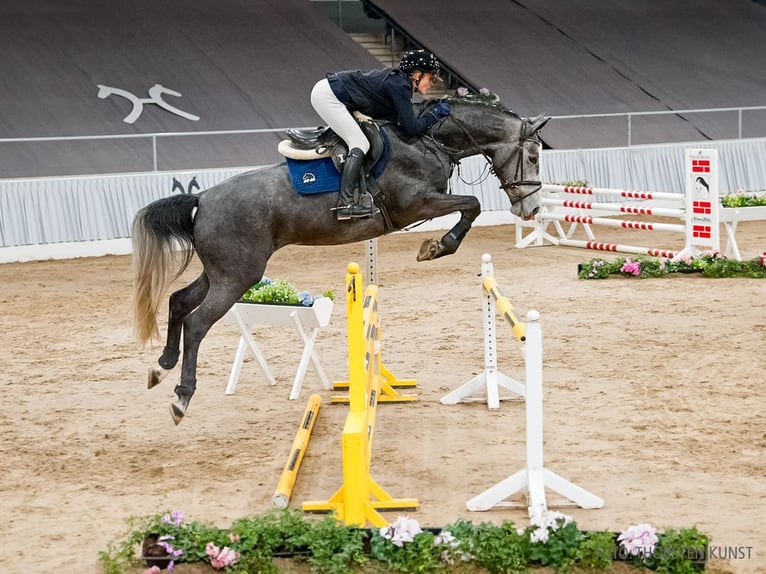 Hanoverian Mare 5 years 16 hh Grey in Verden