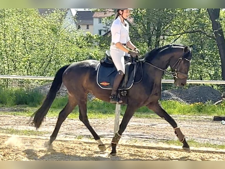 Hanoverian Mare 5 years 16 hh Smoky-Black in Dransfeld