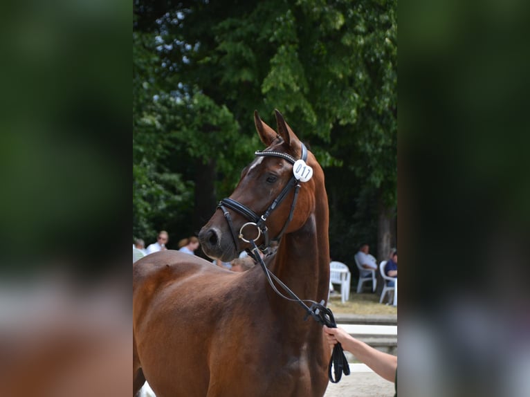 Hanoverian Mare 5 years 16,1 hh Bay-Dark in Ratingen Hanoverian Mare 5 years 16,1 hh Bay-Dark in Ratingen