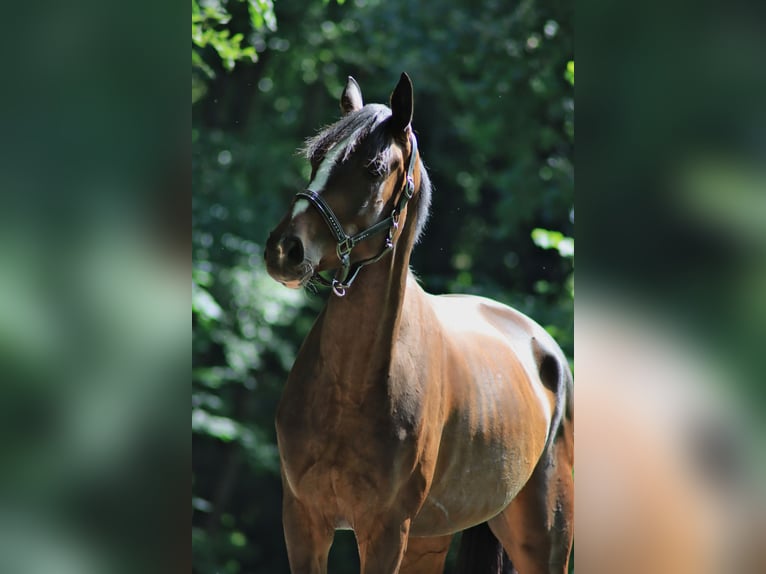 Hanoverian Mare 5 years 16,1 hh Bay-Dark in Billigheim
