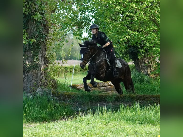 Hanoverian Mare 5 years 16,1 hh Bay-Dark in Billigheim