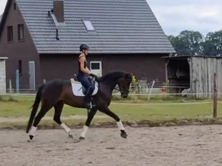 Hanoverian Mare 5 years 16,1 hh Bay-Dark in Billigheim