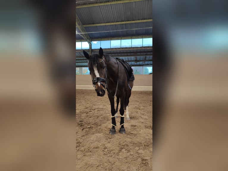 Hanoverian Mare 5 years 16,1 hh Bay-Dark in Billigheim