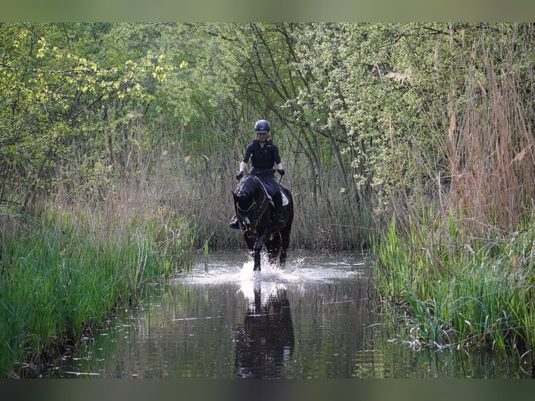 Hanoverian Mare 5 years 16,1 hh Bay-Dark in Billigheim