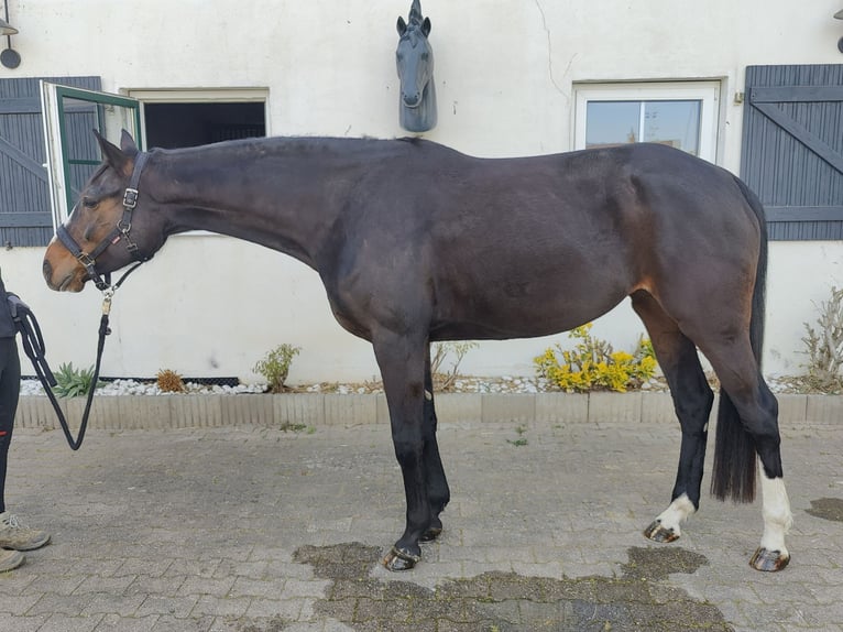 Hanoverian Mare 5 years 16,1 hh Bay-Dark in Billigheim