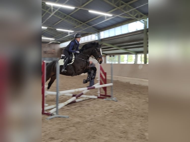 Hanoverian Mare 5 years 16,1 hh Bay-Dark in Billigheim