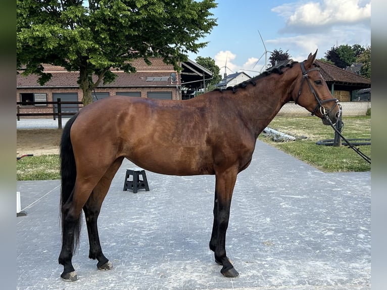 Hanoverian Mare 5 years 16,1 hh Bay-Dark in Mönchengladbach