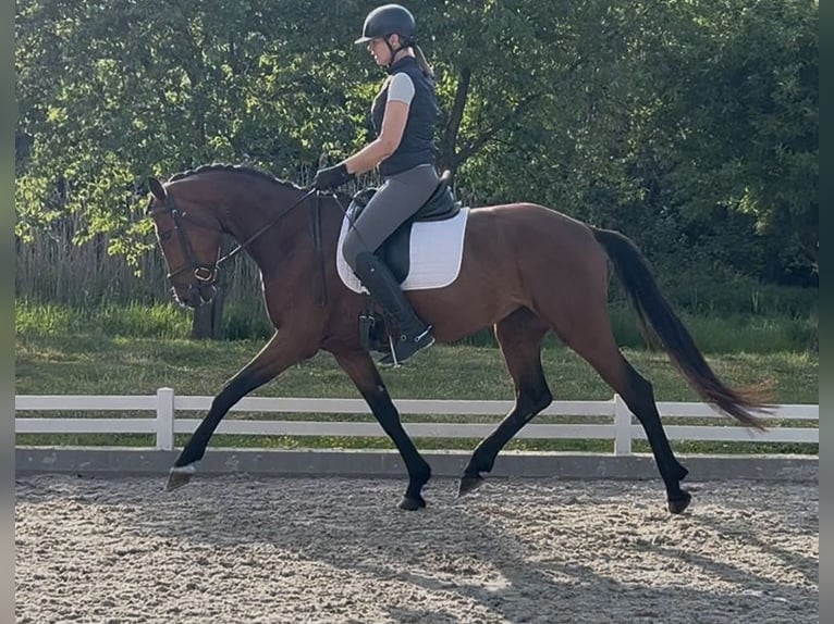 Hanoverian Mare 5 years 16,1 hh Bay-Dark in Mönchengladbach