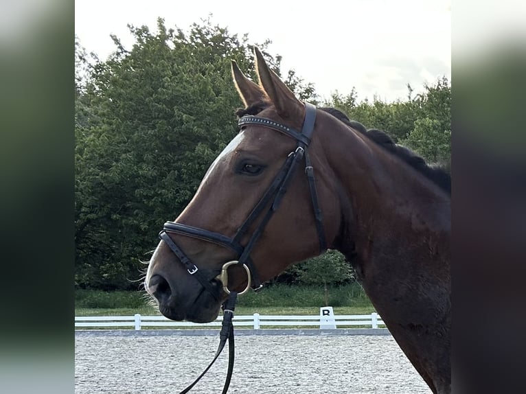 Hanoverian Mare 5 years 16,1 hh Bay-Dark in Mönchengladbach