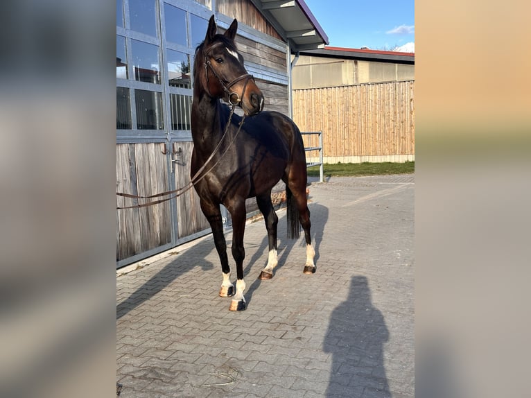 Hanoverian Mare 5 years 16,1 hh Bay-Dark in Leipzig