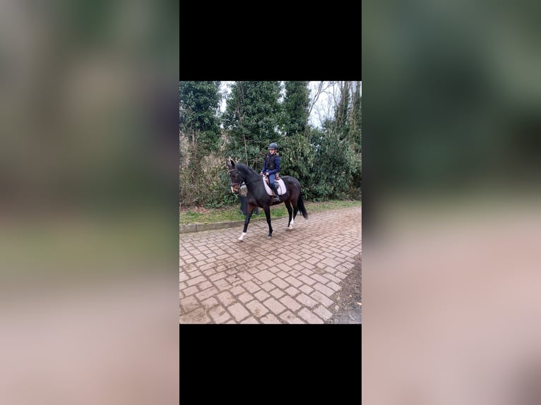 Hanoverian Mare 5 years 16,1 hh Bay-Dark in Erftstadt
