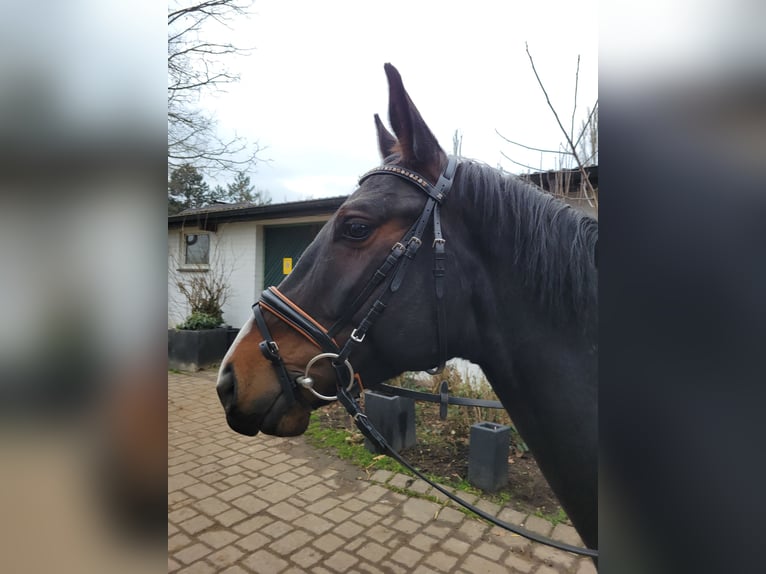 Hanoverian Mare 5 years 16,1 hh Bay-Dark in Erftstadt