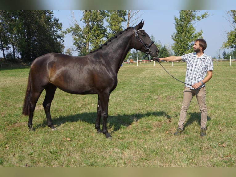 Hanoverian Mare 5 years 16,1 hh Black in Mügeln Hanoverian Mare 5 years 16,1 hh Black in Mügeln