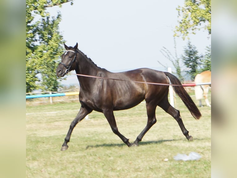 Hanoverian Mare 5 years 16,1 hh Black in Mügeln Hanoverian Mare 5 years 16,1 hh Black in Mügeln