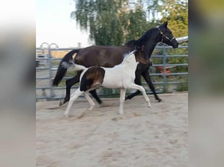 Hanoverian Mare 5 years 16,1 hh Black in M&#xFC;geln
