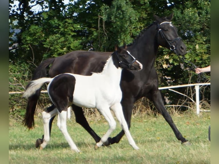 Hanoverian Mare 5 years 16,1 hh Black in Mügeln Hanoverian Mare 5 years 16,1 hh Black in Mügeln