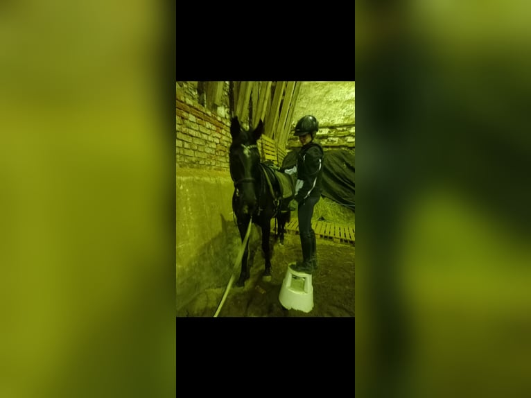 Hanoverian Mare 5 years 16,1 hh Black in Mügeln Hanoverian Mare 5 years 16,1 hh Black in Mügeln