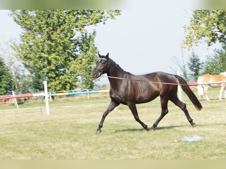 Hanoverian Mare 5 years 16,1 hh Black in M&#xFC;geln