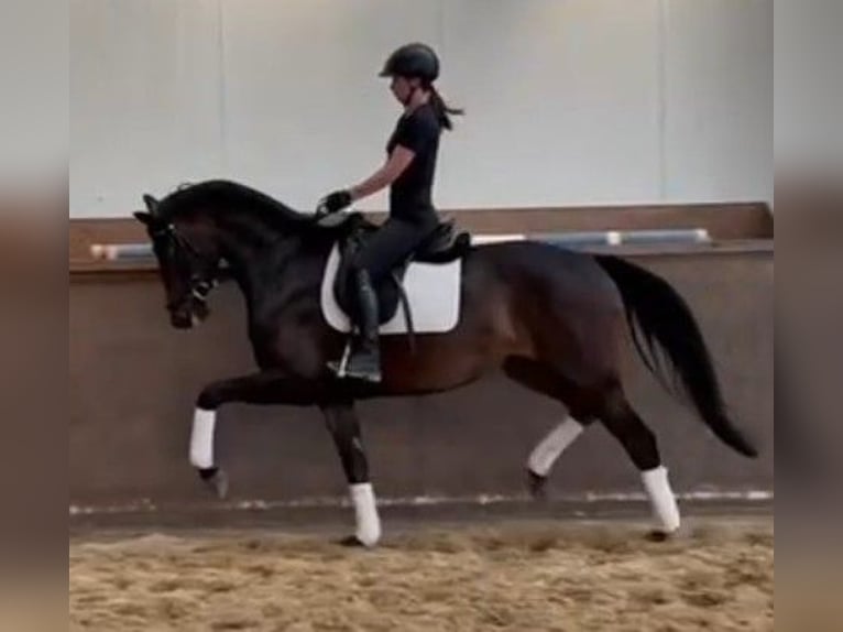 Hanoverian Mare 5 years 16,1 hh Black in Nordhorn