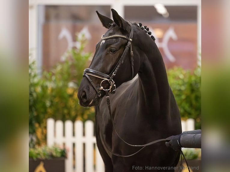 Hanoverian Mare 5 years 16,1 hh Black in Verden