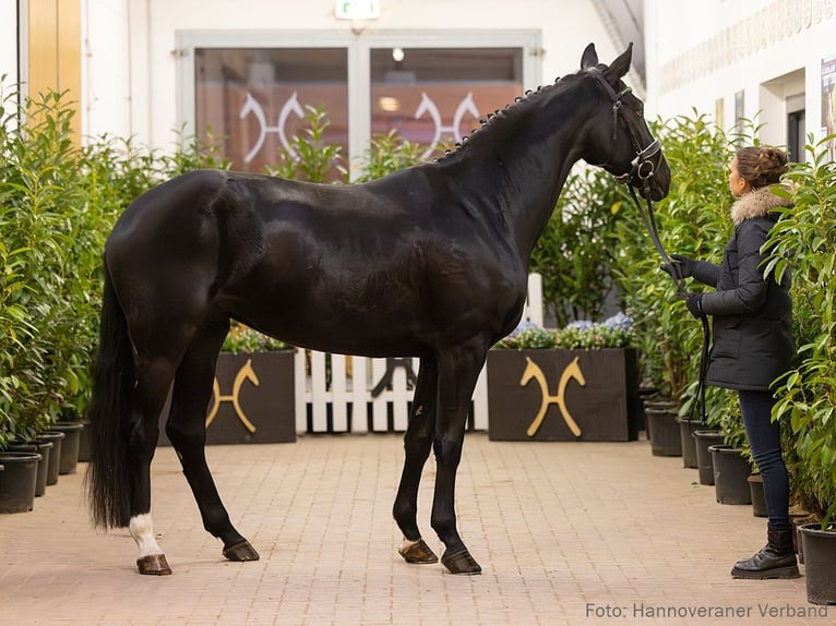 Hanoverian Mare 5 years 16,1 hh Black in Verden