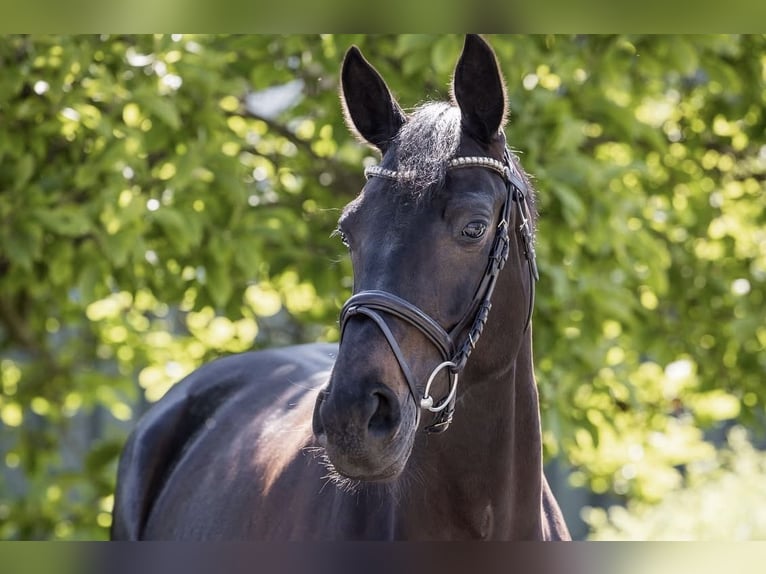 Hanoverian Mare 5 years 16,1 hh Black in Ohrensen
