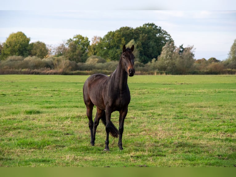 Hanoverian Mix Mare 5 years 16,1 hh Brown in Hude (Oldenburg)