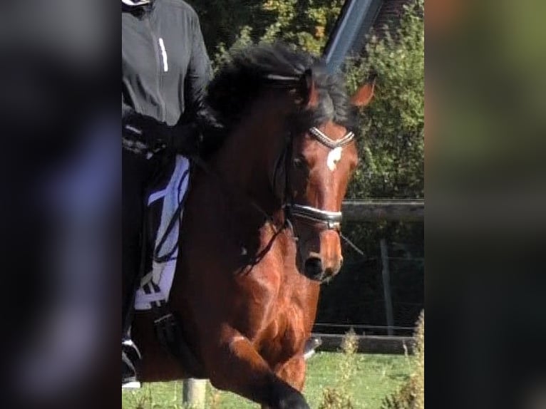 Hanoverian Mare 5 years 16,1 hh Brown in Linau