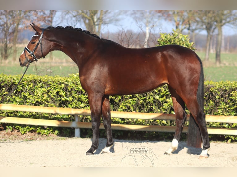 Hanoverian Mare 5 years 16,1 hh Brown in Reeßum