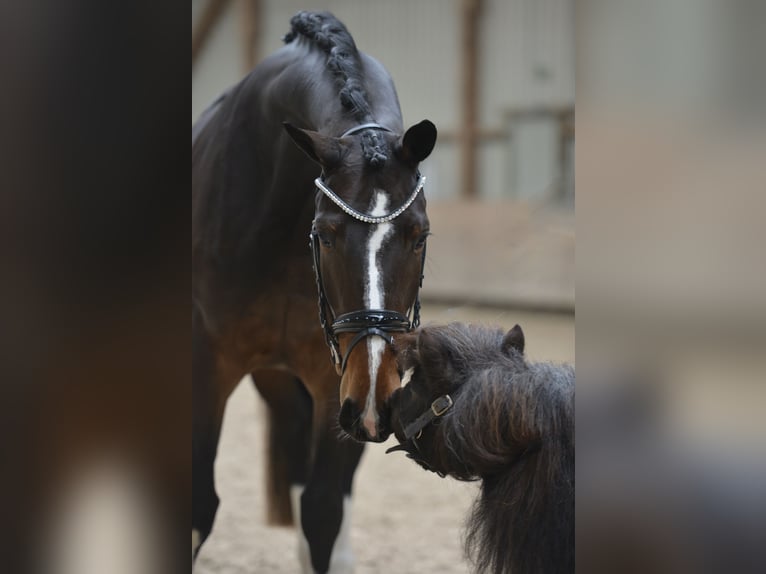 Hanoverian Mare 5 years 16,1 hh Brown in Brinkum