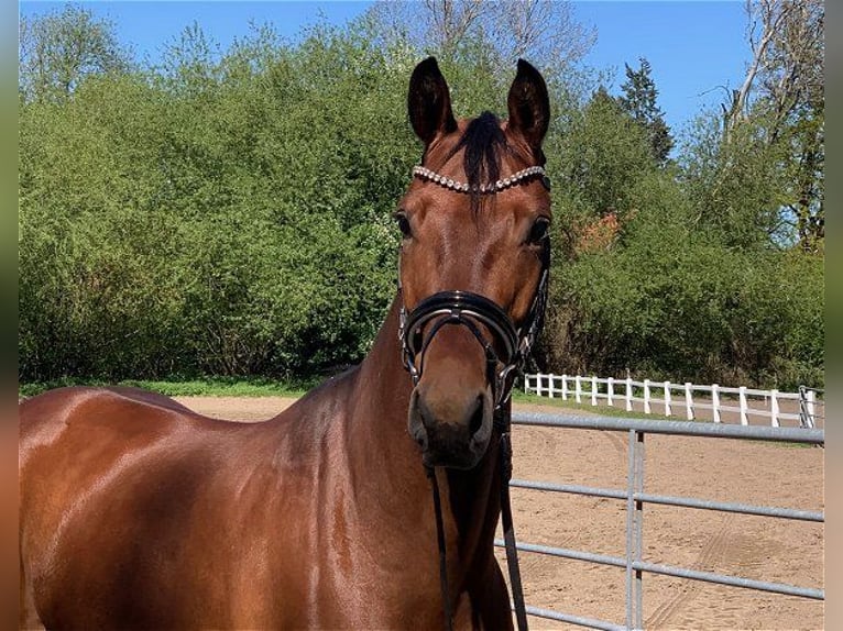 Hanoverian Mare 5 years 16,1 hh Brown in Verden (Aller)
