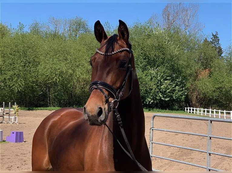 Hanoverian Mare 5 years 16,1 hh Brown in Verden (Aller)