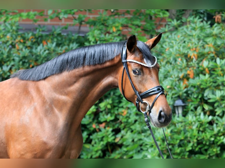 Hanoverian Mare 5 years 16,1 hh Brown in Kutenholz
