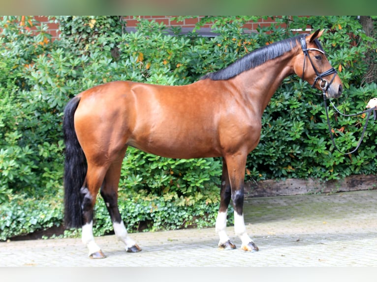 Hanoverian Mare 5 years 16,1 hh Brown in Kutenholz