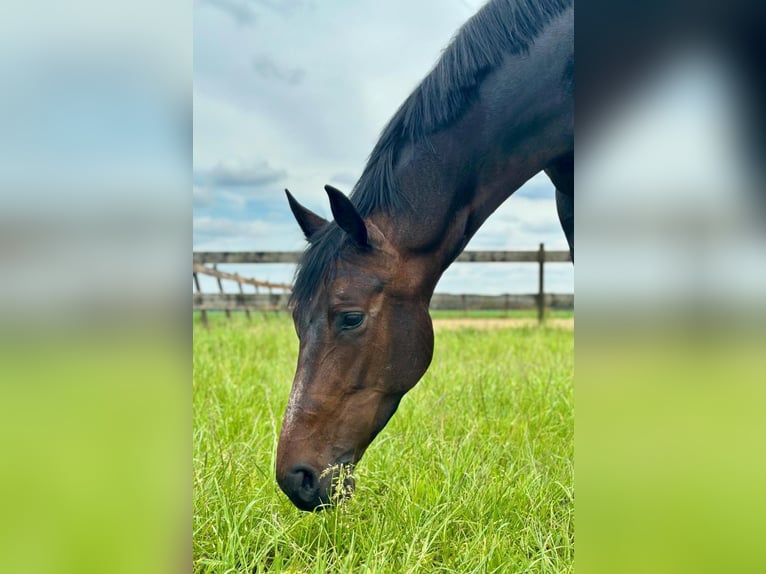 Hanoverian Mare 5 years 16,1 hh Brown in Nieuw-Dordrecht