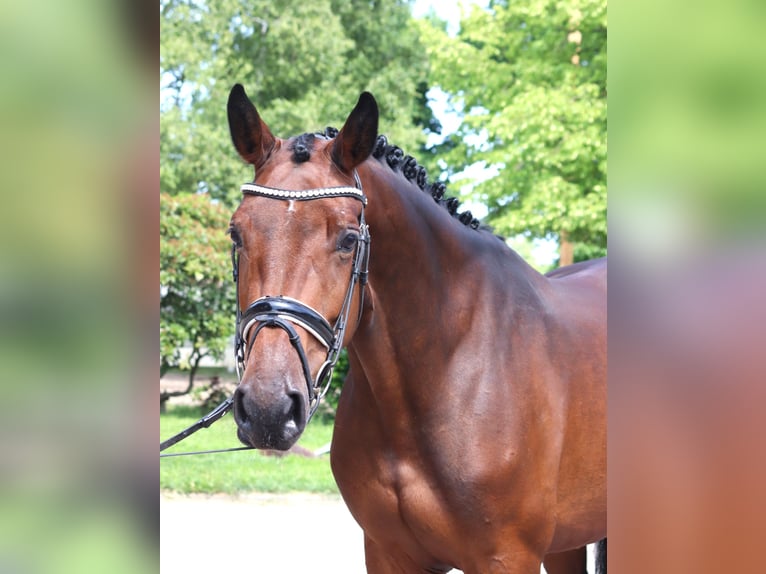 Hanoverian Mare 5 years 16,1 hh Brown in Selsingen