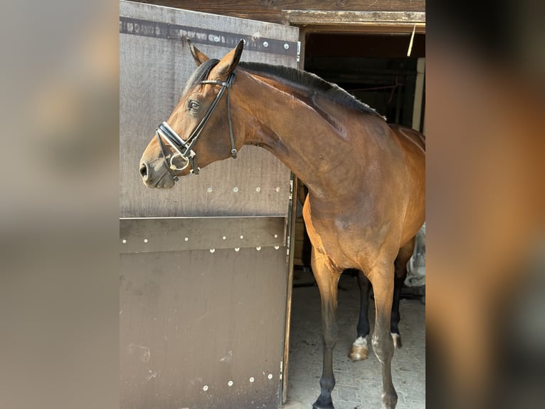 Hanoverian Mare 5 years 16,1 hh Brown in Viernheim