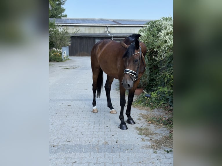 Hanoverian Mare 5 years 16,1 hh Brown in Viernheim