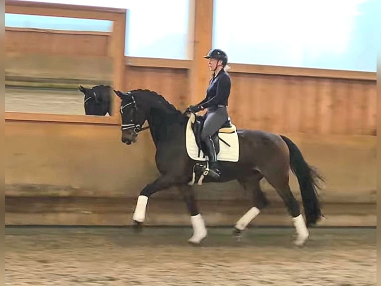 Hanoverian Mare 5 years 16,1 hh Brown in Stoetze